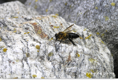 ヒマラヤオオミツバチ