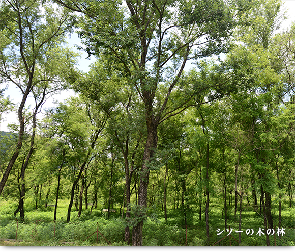 シソーの木の林