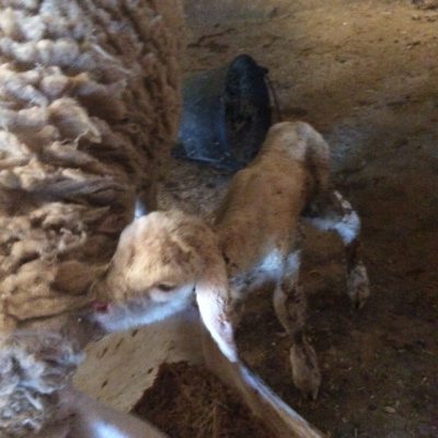マラケシュ工房　羊の赤ちゃん