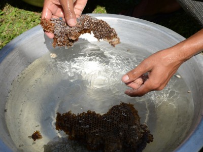 蜂の巣を洗う