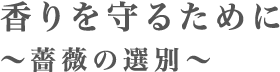 香りを守るために　～薔薇の選別～