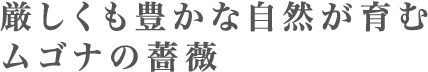 厳しくも豊かな自然が育むムゴナの薔薇