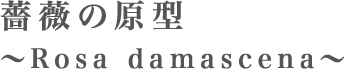 薔薇の原型　～Rosa damascena～