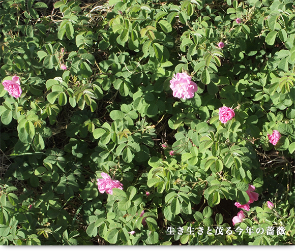生き生きと茂る今年の薔薇
