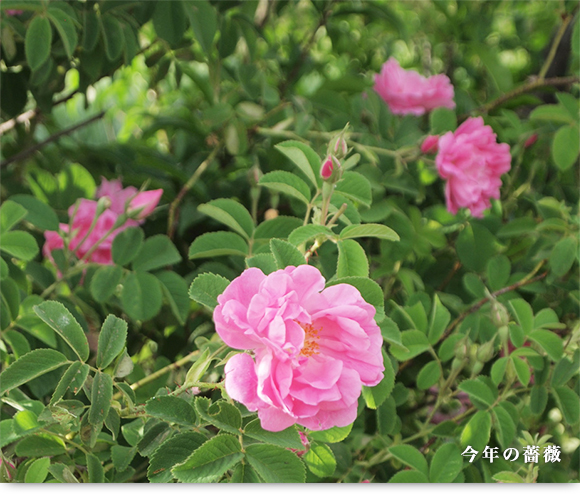 2014年の薔薇