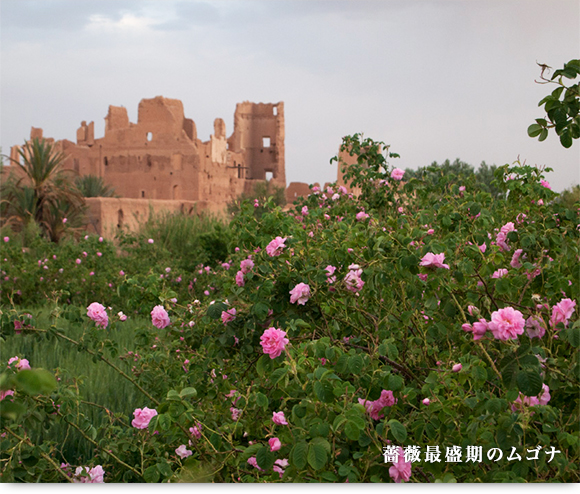 薔薇最盛期のムゴナ