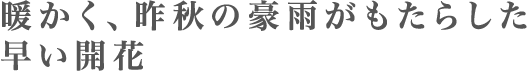 暖かく、昨秋の豪雨がもたらした早い開花