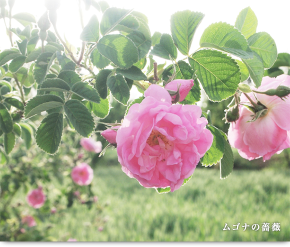 ムゴナの薔薇