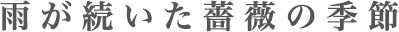 雨が続いた薔薇の季節