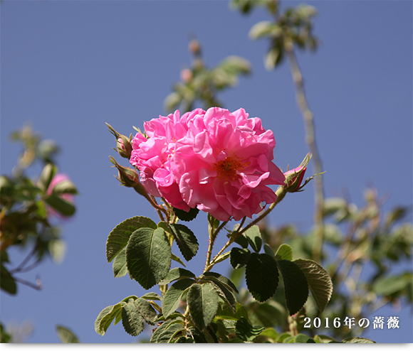 2016年の薔薇