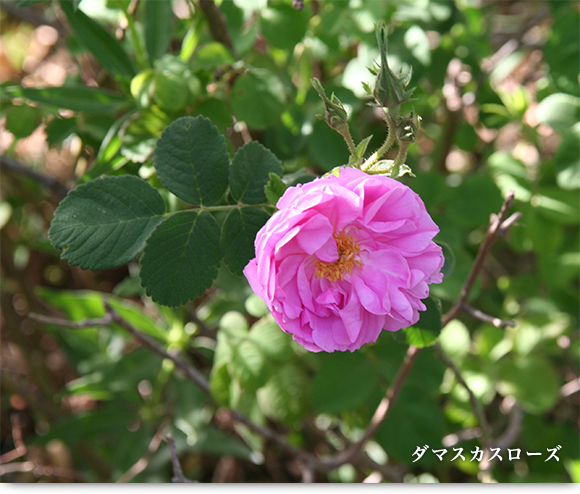 今年の薔薇