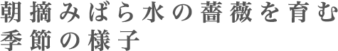 朝摘みばら水の薔薇を育む季節の様子