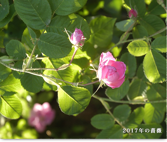 2017年の薔薇