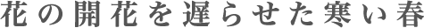 開花を遅らせた寒い春
