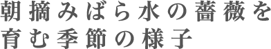 朝摘みばら水の薔薇を育む季節の様子