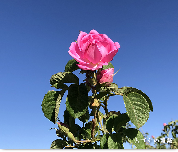 ムゴナの薔薇