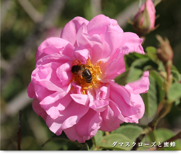 朝摘みばら水