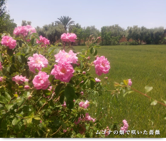 ムゴナの畑で咲いた薔薇