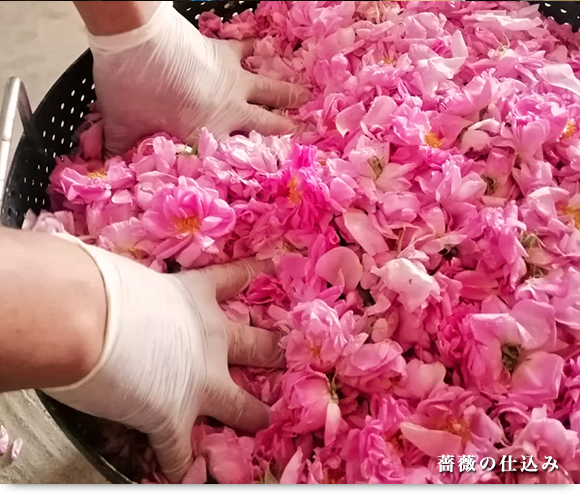 薔薇の仕込み
