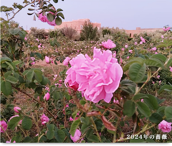 2024年の薔薇
