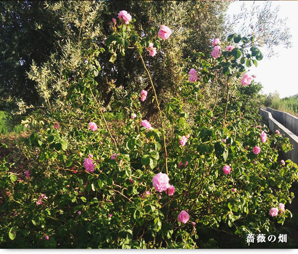 薔薇の畑
