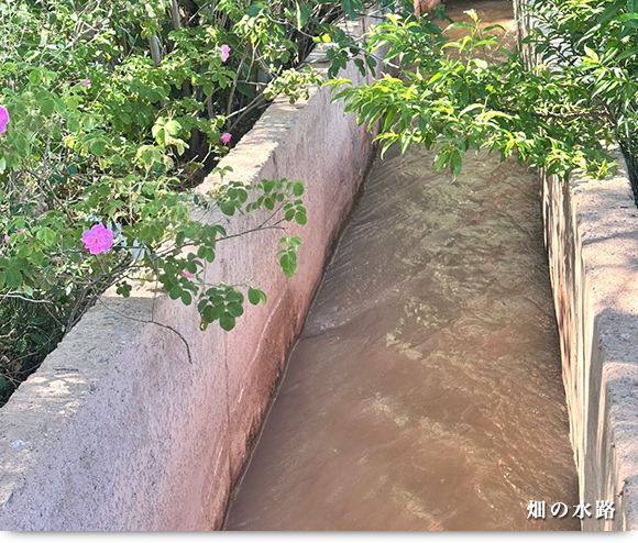 畑の水路