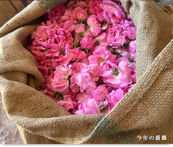 今年の薔薇