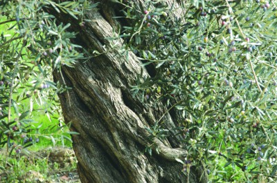 樹齢数百年のオリーブの木